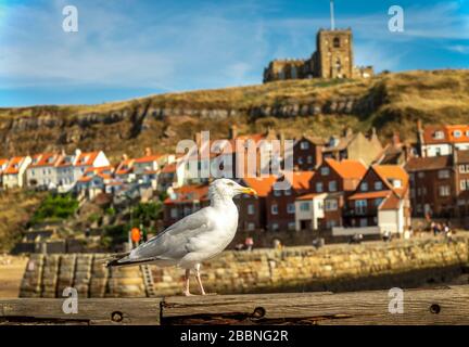 Möwe auf Holzbalken in Whitby Stockfoto