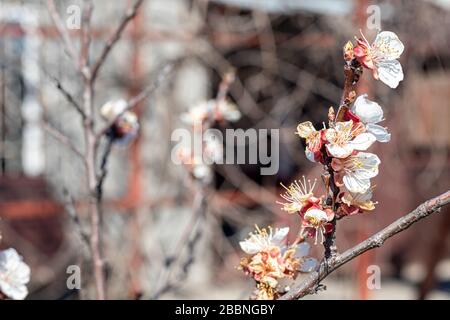 Wunderschönes Blumenkonzept des Frühlings, Natur. Äste eines blühenden Aprikosenmakros mit weichem Fokus auf einem Hintergrund eines sanften blauen Himmels. Die Natur wacht auf Stockfoto