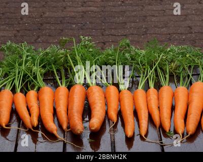 Bio Karotten Bündel o Tisch Nahaufnahme horizontalen Hintergrund Stockfoto