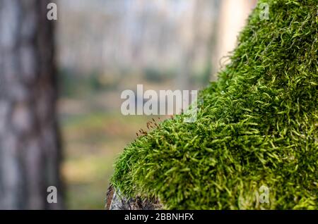 Grünes Moos an einem Baum im Wald. Das Foto hat eine flache Tiefenschärfe. Makro-Nahansicht auf üppiger, natürlicher Oberfläche. Stockfoto