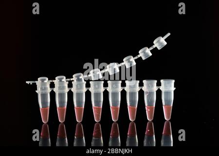 PCR-Mikroröhrchen zur Identifizierung von Coronavirus auf Schwarz Stockfoto