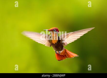 Ein Ruby-Topaz-Kolibris, der in der Luft mit grünem Hintergrund schwellt. Stockfoto