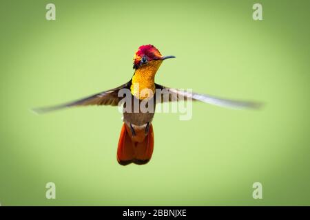 Ein Ruby-Topaz-Kolibris, der in der Luft mit grünem Hintergrund schwellt. Stockfoto