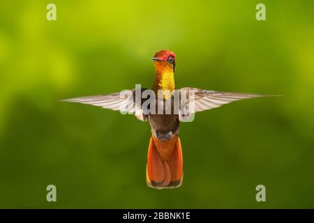 Ein Ruby-Topaz-Kolibris, der in der Luft mit grünem Hintergrund schwellt. Stockfoto