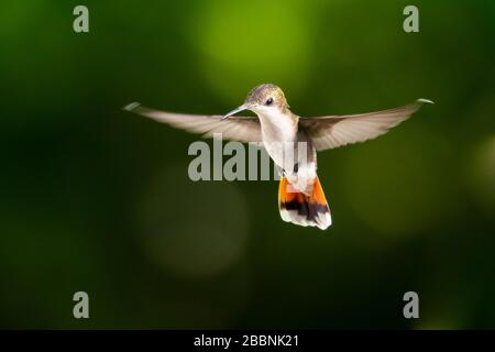 Ein weiblicher Ruby Topaz Kolibris, der in der Luft schwankend mit einem bokehen Hintergrund ist. Stockfoto