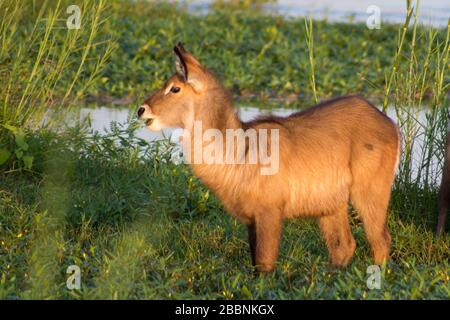 Ein junger Wasserbock (Kobus ellipsiprymnus) In der Weide im neuen Wachstum auf der Hochwasserebene Des Olifants River im Krüger Nationalpark Stockfoto