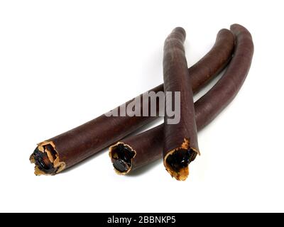 Cassia Fistula Fruit Seeds - Golden Shower Tree Stockfoto