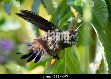 Ein juveniler kupferknolliger Kolibris flaudert seine Federn, nachdem er in einem Regensturm baden musste. Stockfoto