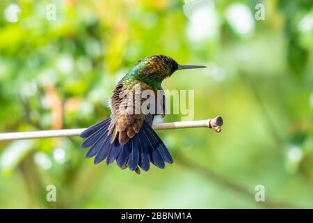 Ein kupfergerumpter Kolibris, der an einem sonnigen Tag in einem Garten ruht, zum Sonnenbaden. Stockfoto