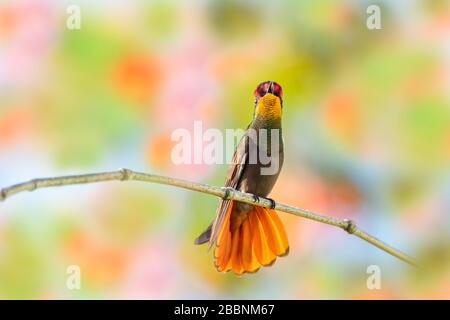 Ein Ruby-Topaz-Kolibris, der in einem Garten mit seiner Geschichte auf einem Bambusperch thrillt. Stockfoto