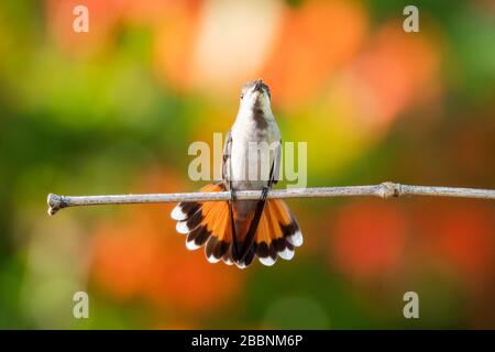 Ein weiblicher Ruby Topaz Kolibris, der in einem Garten mit ihrer Geschichte auf einem Bambusperch thrillt. Stockfoto