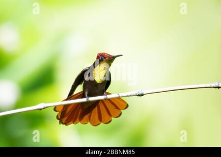 Ein Ruby-Topaz-Kolibris, der in einem Garten mit seiner Geschichte auf einem Bambusperch thrillt. Stockfoto