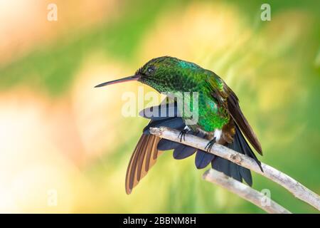 Ein kupfergerumpter Kolibris, der an einem sonnigen Tag in einem Baum thront. Stockfoto