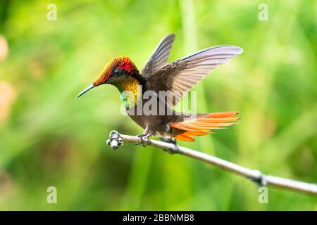 Ein Ruby-Topaz-Kolibris, der seinen Perch in einem tropischen Garten verteidigt. Stockfoto