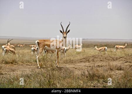 Gazelles Herde in Serengeti, Tansania Stockfoto