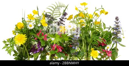 Wilde Wiesenblumen Panorama-Isoladet auf weißem Hintergrund Stockfoto