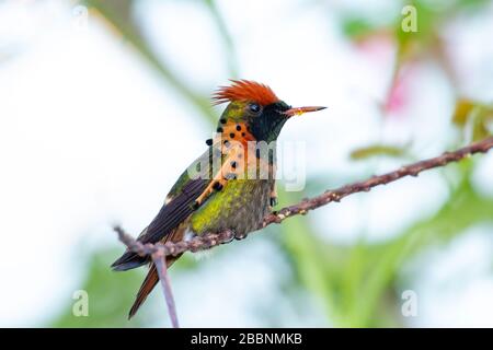 Der zweitkleinste Kolibris der Welt, die Tufted Coquette, die auf einem Ast steht. Stockfoto