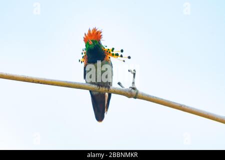 Der zweitkleinste Kolibris der Welt, die Tufted Coquette, die auf einem Ast steht. Stockfoto