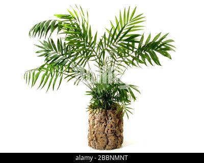 Die Palme in einem Blumengruß aus Kork auf weißem Hintergrund Stockfoto