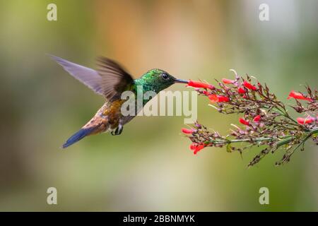 Ein kupfergerumpter Kolibris, der sich in einem tropischen Garten von den roten Blumen des Antigua-Hitzebusches ernährt. Stockfoto