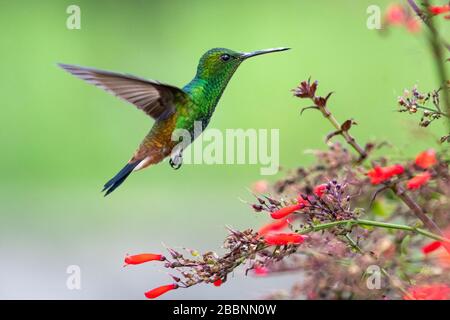 Ein kupfergerumpter Kolibris, der in einem tropischen Garten über den Antigua-Hitzbusch schwitzt. Stockfoto