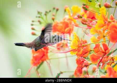 Ein kupfergerumpter Kolibris, der sich vom Stolz der Barbados-Blumen mit verschwommenen Blumen im Hintergrund ernährt. Stockfoto