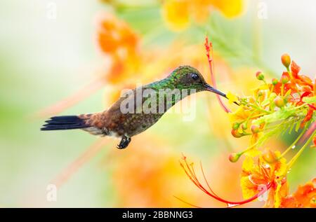 Ein kupfergerumpter Kolibris, der sich vom Stolz der Barbados-Blumen mit verschwommenen Blumen im Hintergrund ernährt. Stockfoto