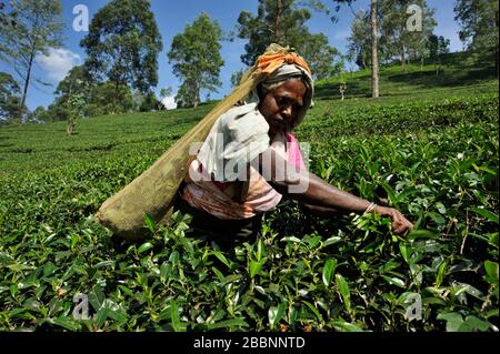 Sri Lanka, Nuwara Eliya, Teeplantage, tamilerin, die Teeblätter zupft Stockfoto