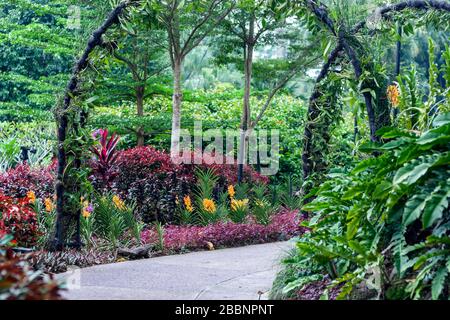 Orchideenpflanzen im National Orchid Garden, Singapore Botanic Gardens, Singapur Stockfoto