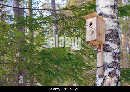 An einem sonnigen Tag hängt ein hausgemachtes Vogelhaus von einem Baum in einem Nadelwald. Stockfoto