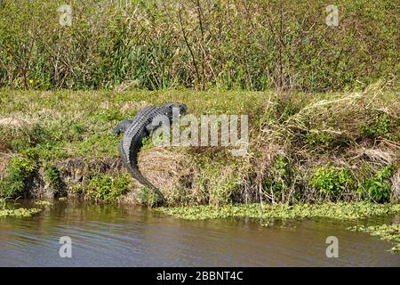 Ein Krokodil, der sich an einem sonnigen Tag in einem grasigen Florida-Sumpf sonnt. Stockfoto