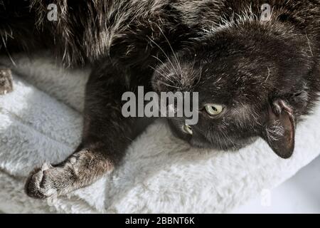 Schwarze Katze liegt auf dem Rücken und entspannt sich auf einem flauschigen Kissen im Sonnenlicht. Gemischte türkische Angorakatze, Nahaufnahme Stockfoto