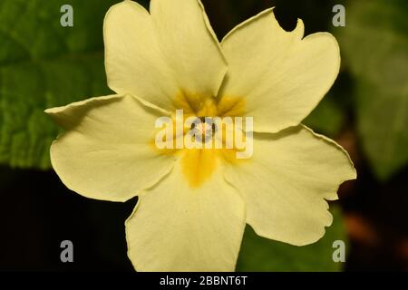 Primrose 'Primula vulgaris'. Nahaufnahme der Mitte der Blüte, die die Mitte der Thrumaugen (Antheren) zeigt, was eine Kreuzbestäubung im Frühling ermöglicht. Stockfoto