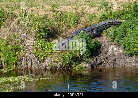 Ein Krokodil, der sich an einem sonnigen Tag in einem grasigen Florida-Sumpf sonnt. Stockfoto