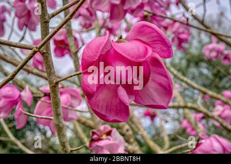 Schöner großer rosafarbener Magnolie-Baum in voller Blüte mit nur einer isolierten Blüte, die scharf gegen ein verschwommenes Bokeh anderer Blumen/Zweige gerendert wird. Stockfoto