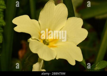 Primrose 'Primula vulgaris'. Nahaufnahme der Mitte der Blüte, die die Mitte des Stifts mit Augen zeigt (Stigma), was eine Kreuzbestäubung im Frühling ermöglicht. Stockfoto