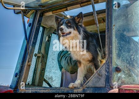 Ein Porträt eines Landwirts, der Schaffund arbeitet, eine dreifarbige Grenze Collie namens Scamp. Sie ist schwarz, weiß und braun/sable, ein schöner und intelligenter Hund. Stockfoto