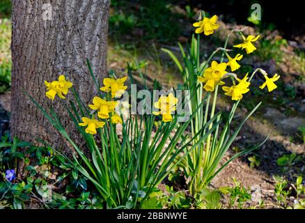 Blumen von Narzissen à tete Stockfoto