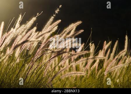 Pennisetum bei Sonnenuntergang mit dunklem Hintergrund Stockfoto