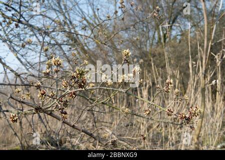 Acer negundo, Box Holder Blumen am sonnigen Tag Stockfoto