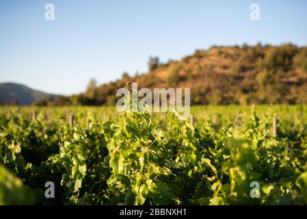 vinyard aus chile zur Sommerzeit Stockfoto