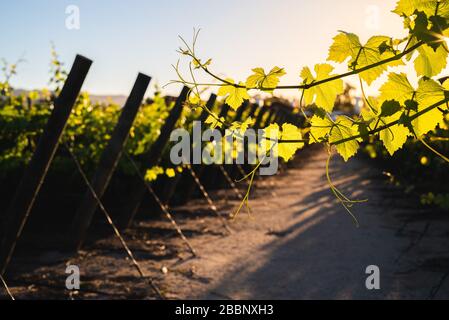 vinyard aus chile zur Sommerzeit Stockfoto