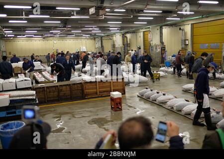 Japan, Tokio - 27. März 2018: Die berühmte Thunfischauktion auf dem Tsukiji-Fischmarkt. Stockfoto