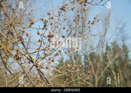 Acer negundo, Box Holder Blumen am sonnigen Tag Stockfoto