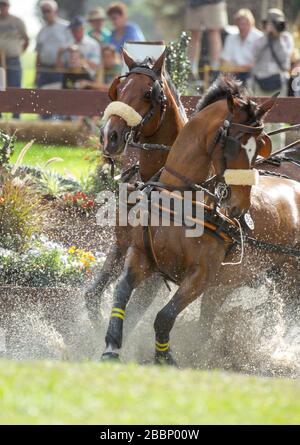 Marathon Combined Driving Pairs Wettkampf am Wasserhindernis Stockfoto