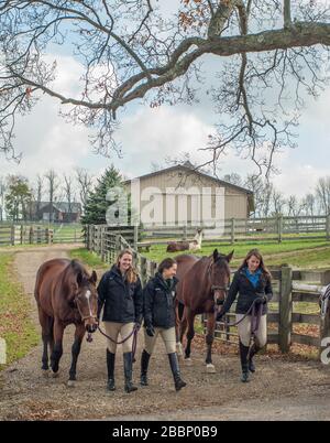 Reitmannschaft der Teenager Mädchen, die im Winter Pferde zur Weide führt Stockfoto