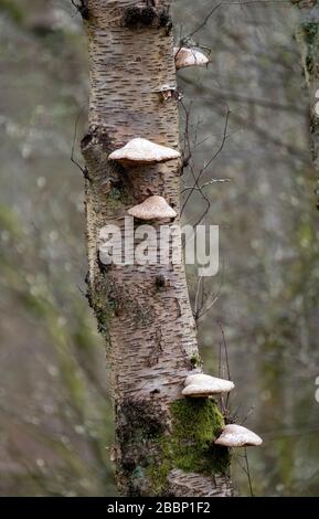 Birke Polypore, allgemein bekannt als Halterungspilz auf einer Birke, West Lothian, Schottland. Stockfoto