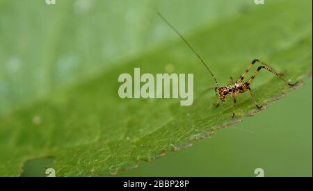 Nahaufnahme des grasshopper Stockfoto