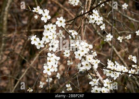 Ein blühender Zweig des Schwarzdorns im Frühjahr. Stockfoto