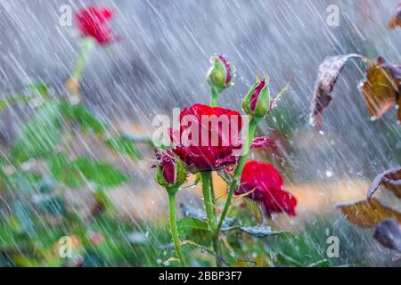 Eine schöne rote Rose in einem Garten im Freien während der Regenzeit. Selektive Fokussierung Stockfoto